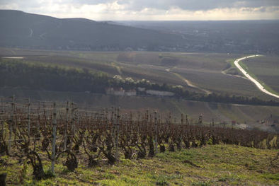 Champagne Vineyards near Epernay